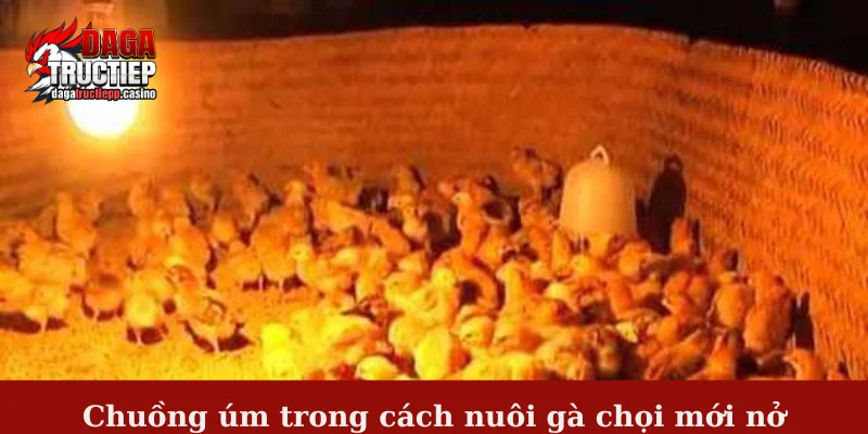 Chuồng úm trong cách nuôi gà chọi mới nở