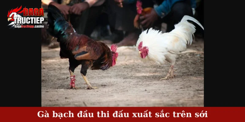 Gà bạch đầu thi đấu xuất sắc trên sới