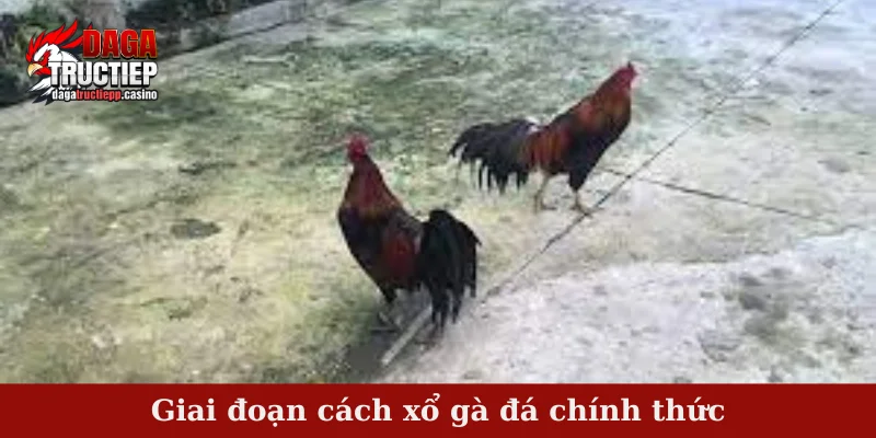 Giai đoạn cách xổ gà đá chính thức