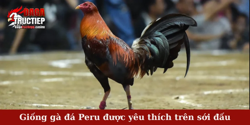 Giống gà đá Peru được yêu thích trên sới đấu