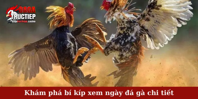 Khám phá bí kíp xem ngày đá gà chi tiết