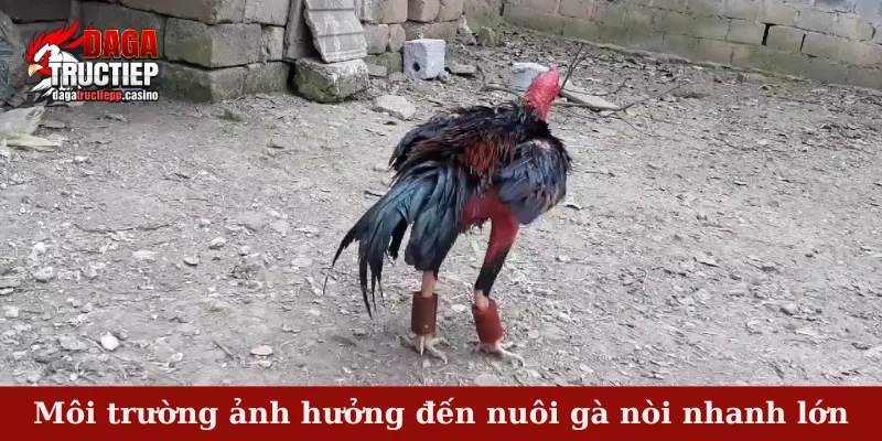 Môi trường ảnh hưởng đến nuôi gà nòi nhanh lớn
