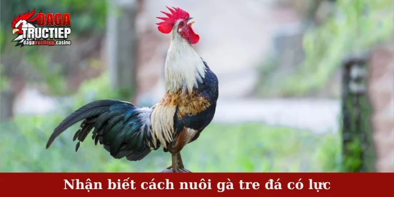 Nhận biết cách nuôi gà tre đá có lực