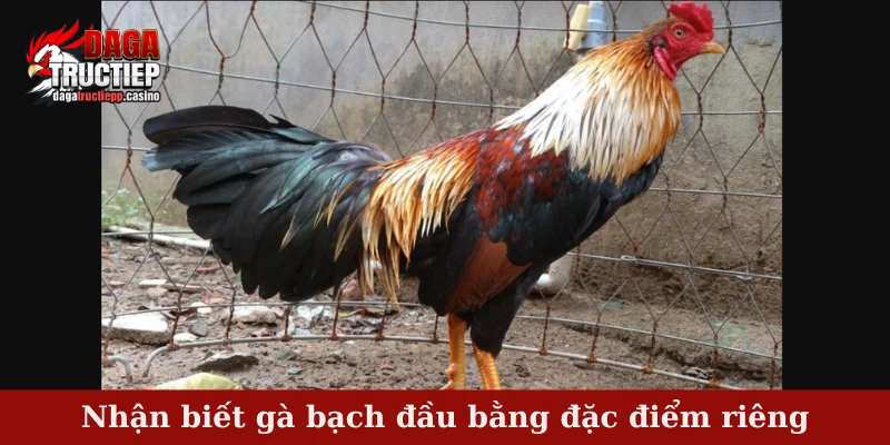 Nhận biết gà bạch đầu bằng đặc điểm riêng