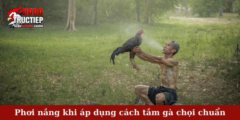 Phơi nắng khi áp dụng cách tắm gà chọi chuẩn