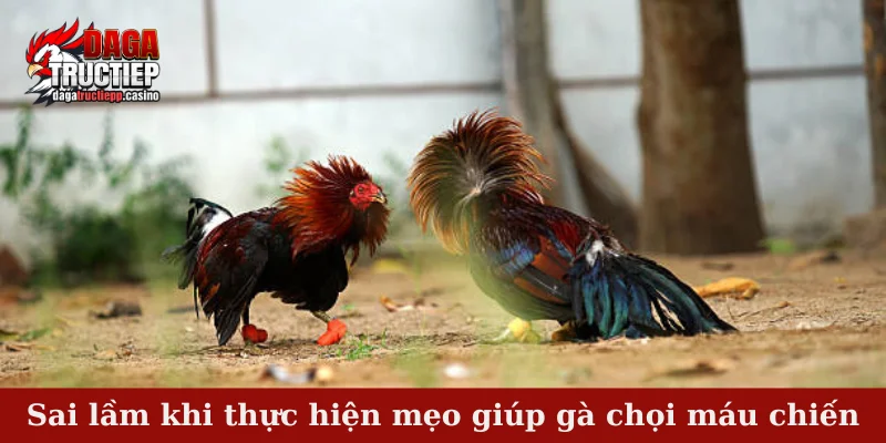 Sai lầm khi thực hiện mẹo giúp gà chọi máu chiến