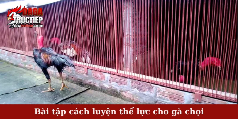 Bài tập cách luyện thể lực cho gà chọi