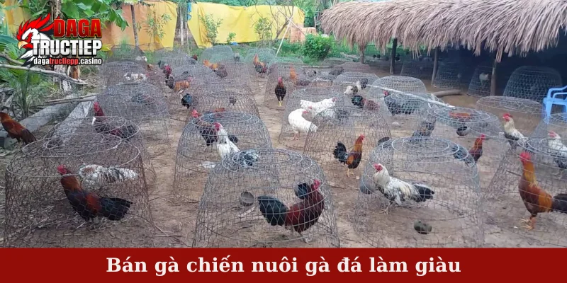 Bán gà chiến nuôi gà đá làm giàu