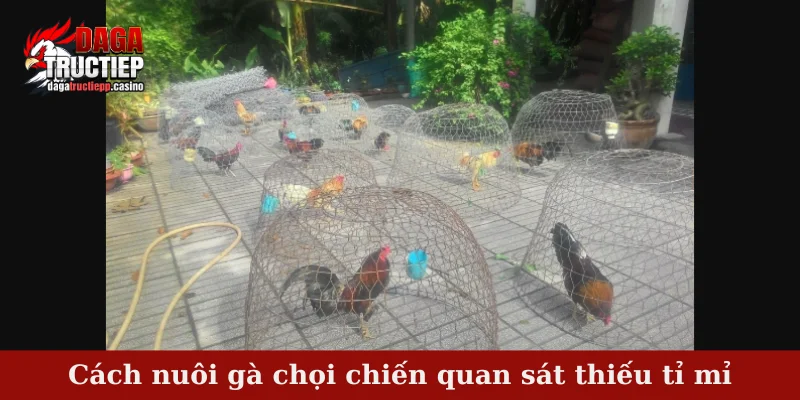 Cách nuôi gà chọi chiến quan sát thiếu tỉ mỉ