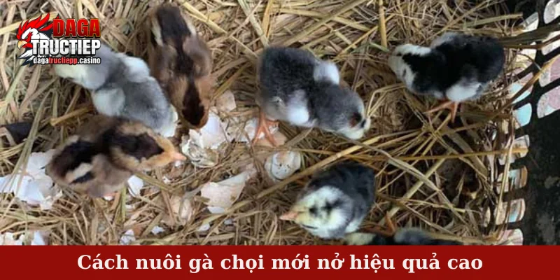 Cách nuôi gà chọi mới nở hiệu quả cao