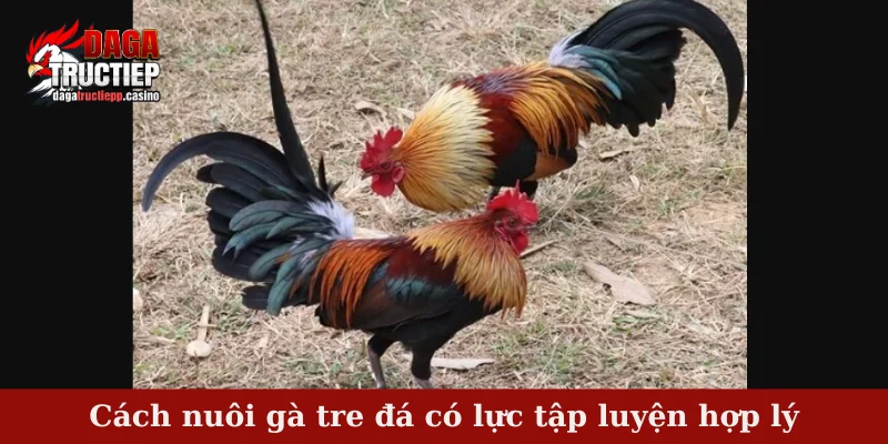 Cách nuôi gà tre đá có lực tập luyện hợp lý