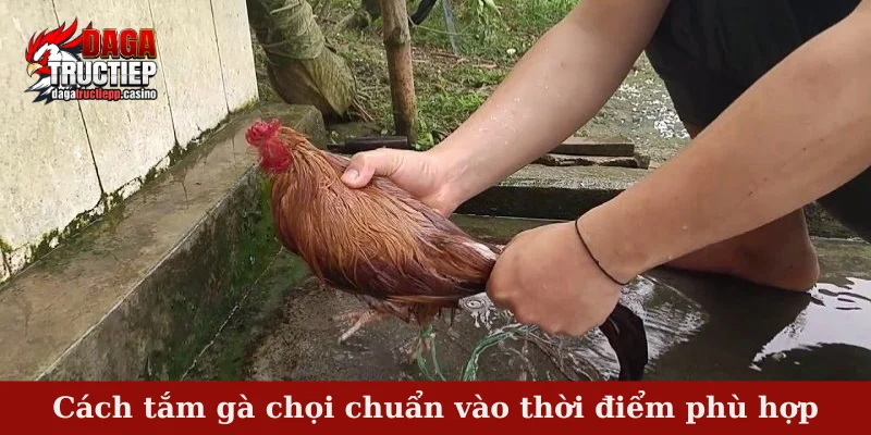 Cách tắm gà chọi chuẩn vào thời điểm phù hợp