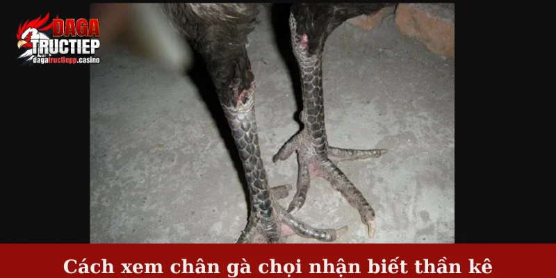 Cách xem chân gà chọi nhận biết thần kê