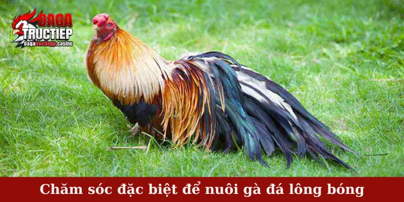 Chăm sóc đặc biệt để nuôi gà đá lông bóng