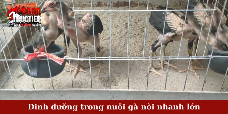 Dinh dưỡng trong nuôi gà nòi nhanh lớn