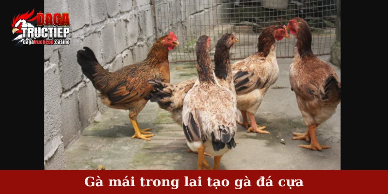 Gà mái trong lai tạo gà đá cựa