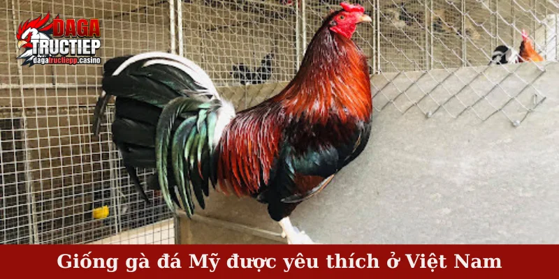 Giống gà đá Mỹ được yêu thích ở Việt Nam