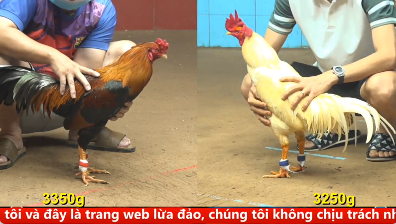 Trận 25 trực tiếp bồ gà cpc 4 ngày 01/10/2025 - Trận gà chồng độ cực hot chiều nay tại c4 1 c4