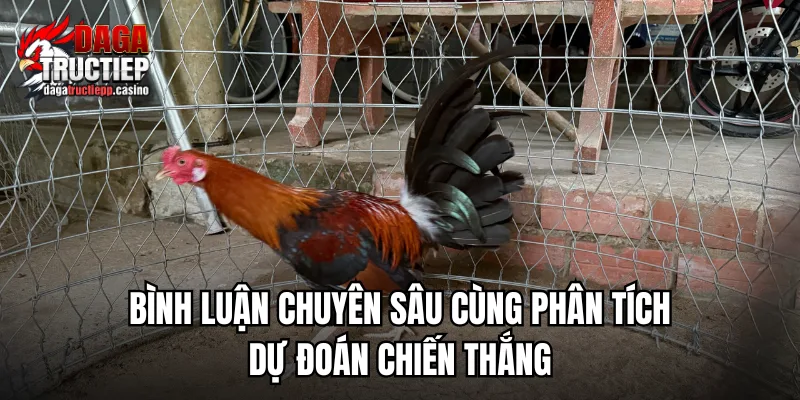 Những lưu ý khi xem đá gà trực tiếp cho mượt