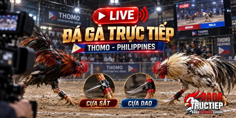 Đá gà trực tiếp Thomo và Philippines, cựa sắt và cựa dao.